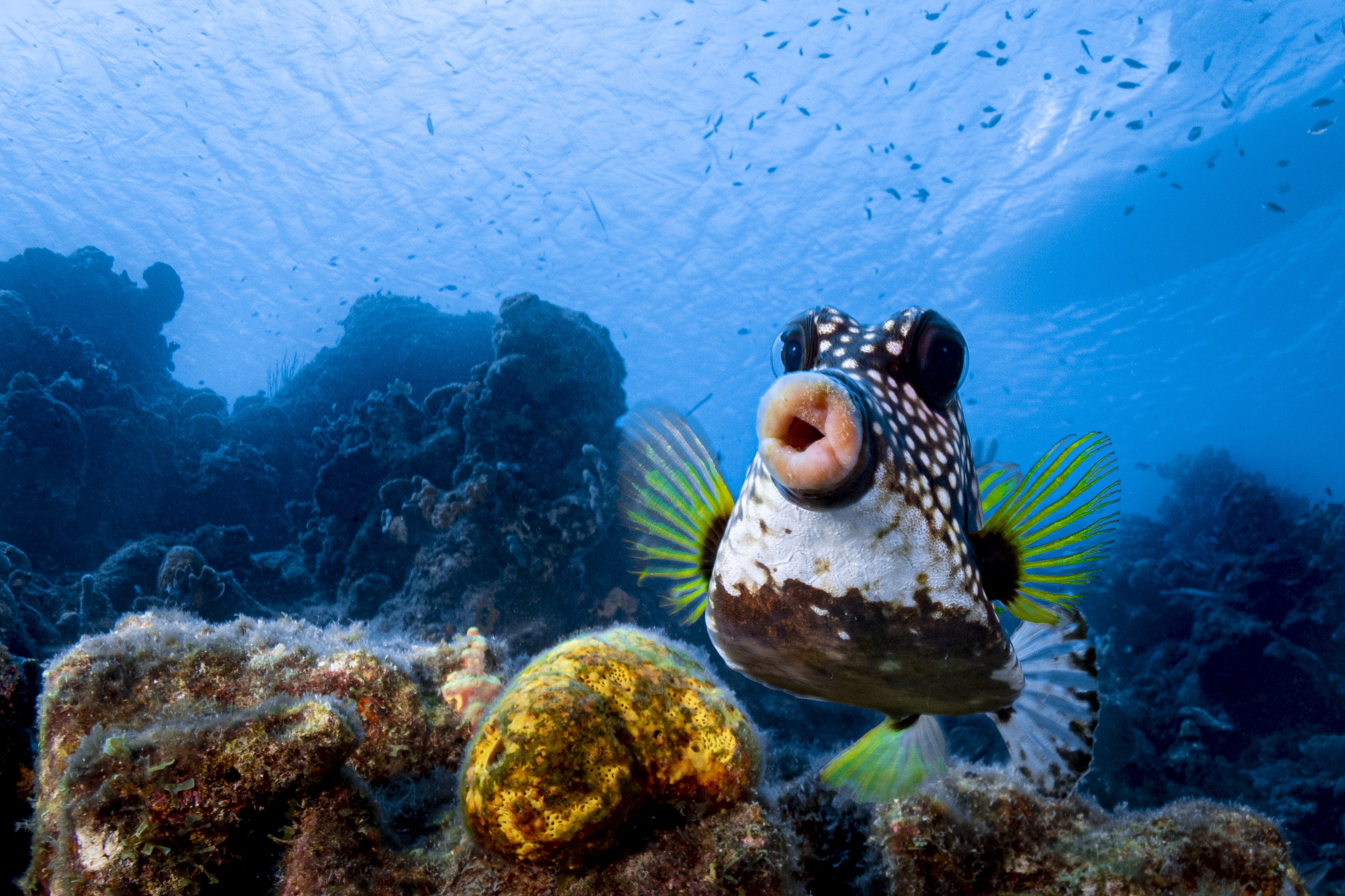 Seekor ikan berpose dengan mulut monyong