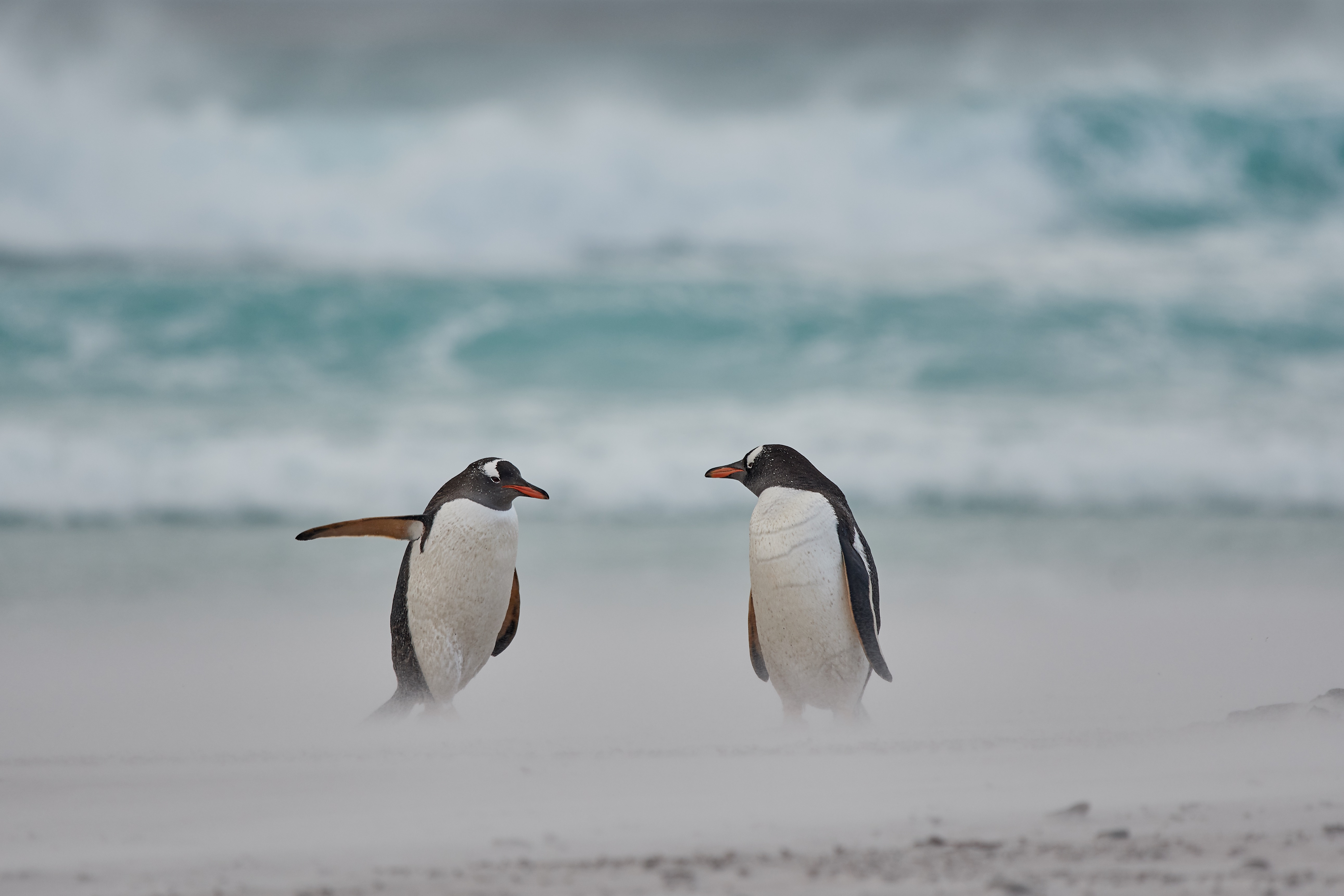 Seekor penguin sedang mengarahkan penguin lain