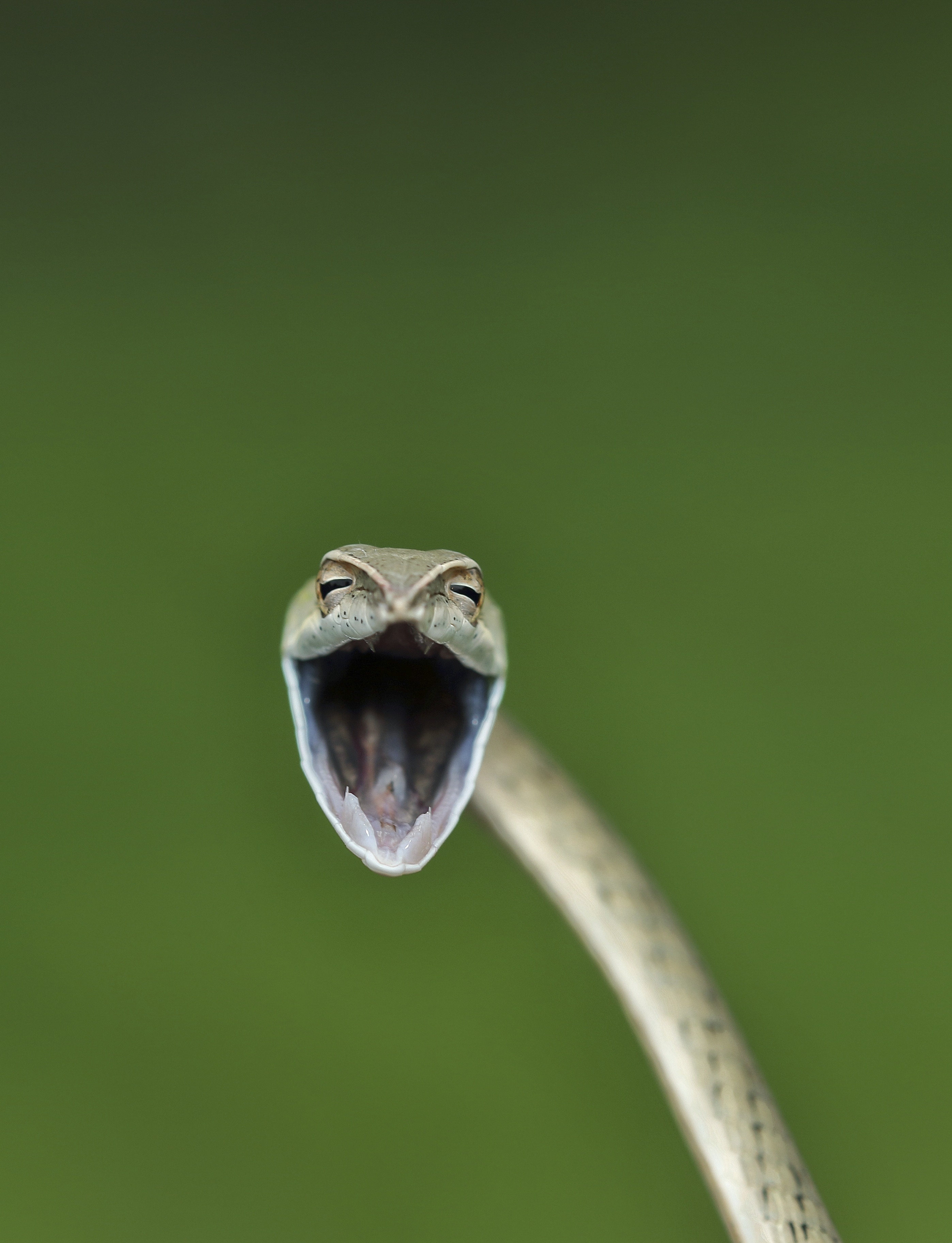 Aditya Kshirasagar_Laughing snake.jpg