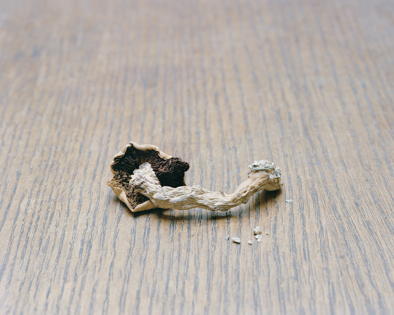 Mathias de Lattre, France, magic mushrooms - Close up photo of a mushroom lying on a wooden desk.