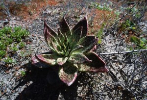 A rare dudleya succulent