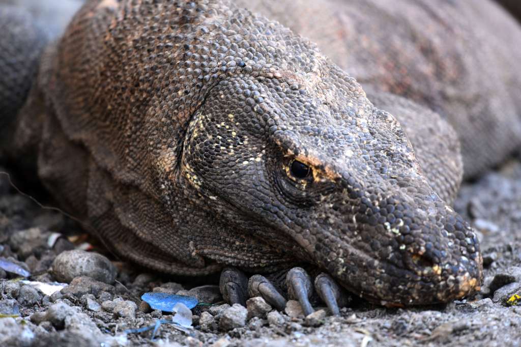 Lembaga IUCN masukkan Komodo dalam Kategori Satwa Terancam Punah