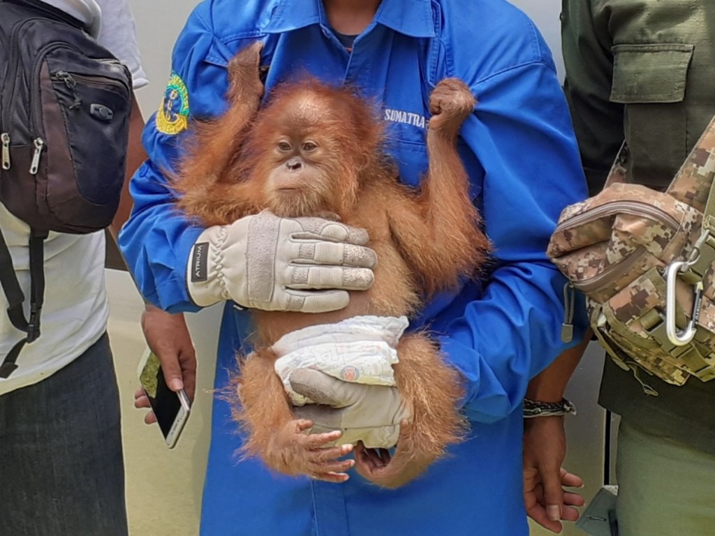 Seekor orang utan yang diselamatkan Sumatra Utara. Foto milik SUMECO