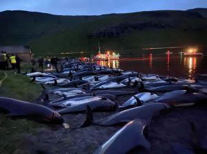 dolphins, hunt, grind, faroe islands, denmark, animals, killed, 1,400