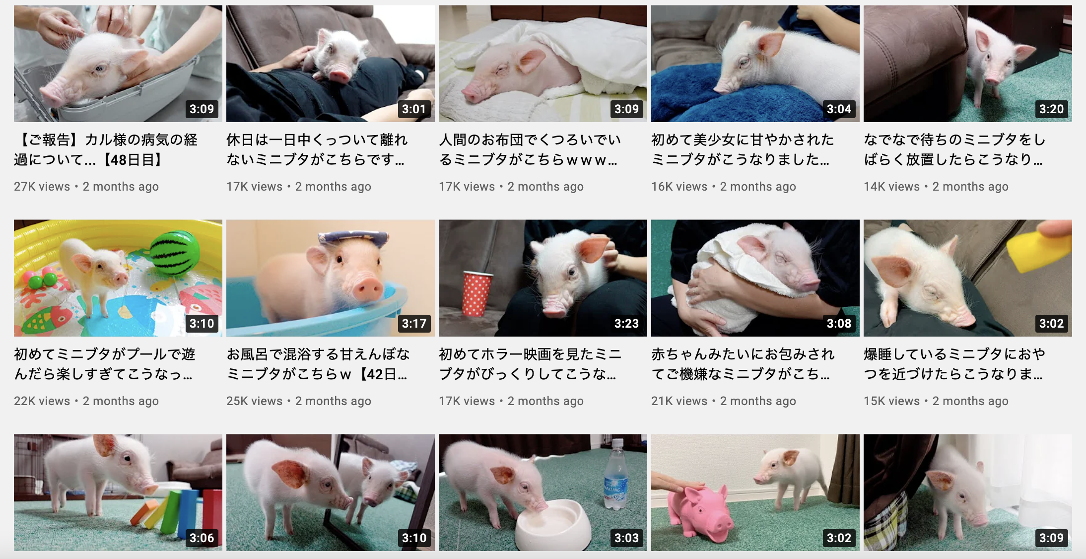 YouTube, pet pig, animal, pets, meat, pork, Kalbi, 100 days, food loss