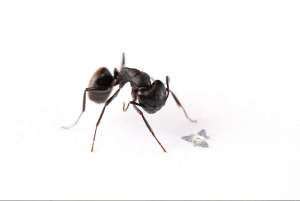 The biodegradable fliers are the size of sand grains, and could be used to track airborne pathogens, monitor pollution, or collect scientific data.