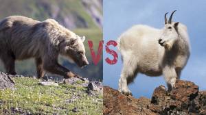 All hail the greatest goat of all time, the goat that killed a grizzly bear.