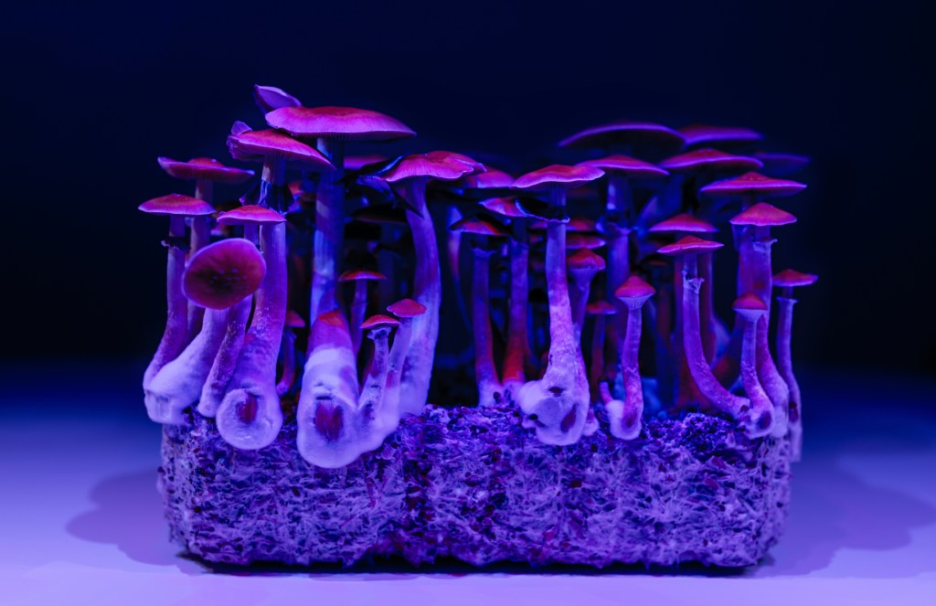 Psilocybin mushrooms in purple light