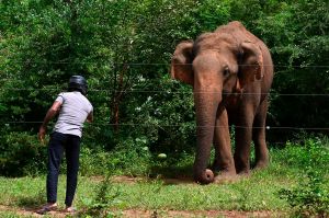 These Elephants Were Rescued From Traffickers