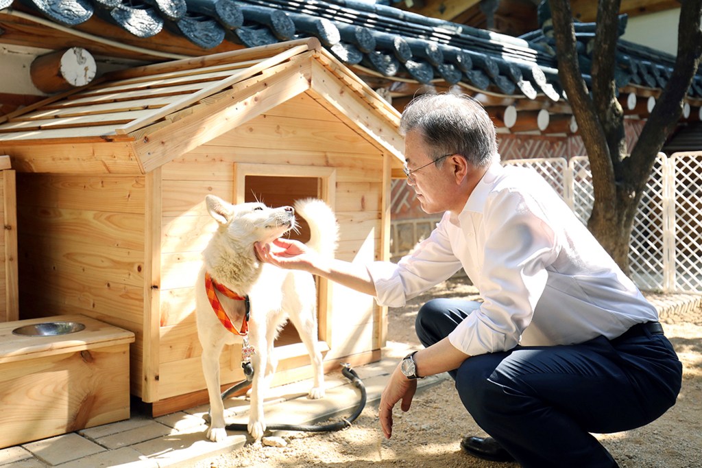 Presiden Korea Selatan Moon Jae-in mengelus dagu anjing Pungsan putih