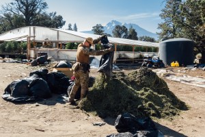 A deputy with the Siskiyou County Sheriff's Office empties bags of marijuana trimmings during a raid in the Mount Shasta Vista community.