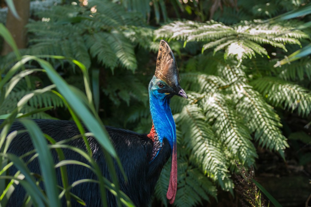 southern cassowary