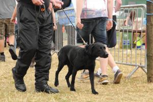 A sniffer dog and handler search for illegal drugs at the Y Not music festival entrance during a routine security check, UK