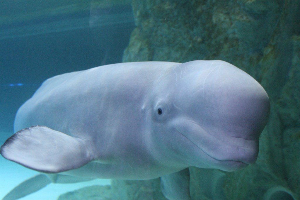 Beluga whale