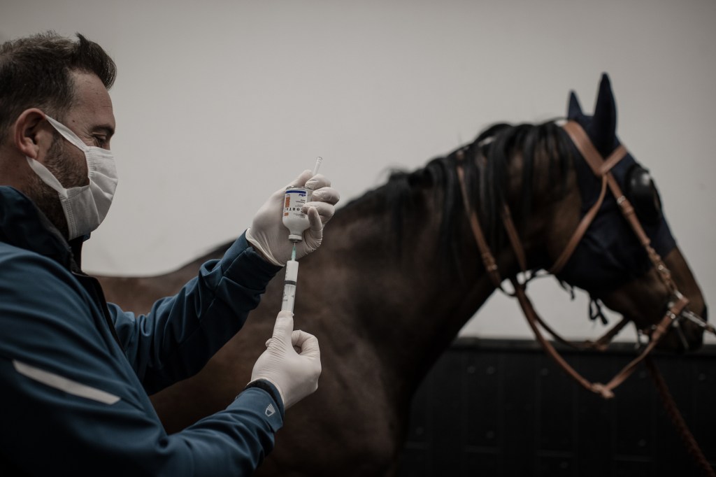 A man in a white face mask is shown preparing an injection for a horse, who's standing just behind him in a bridle.