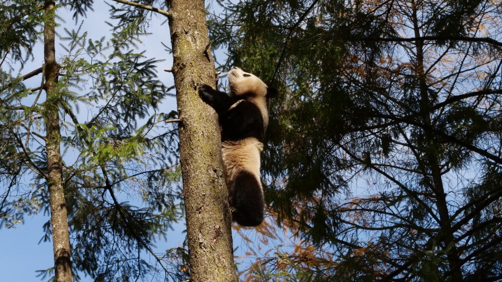 In China, Pandas Are Undergoing ‘Survival Training’ to Live in the Wild Again