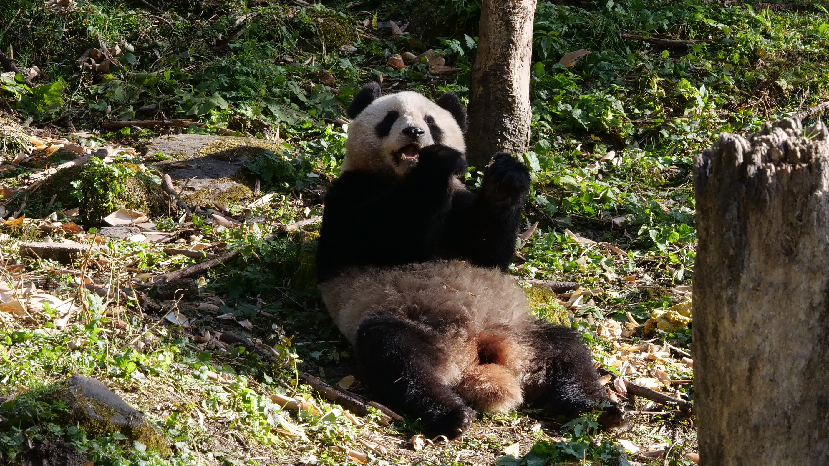 Pandas undergo behavioral training to adapt to a natural living environment at the China Giant Panda Research and Conservation Center.