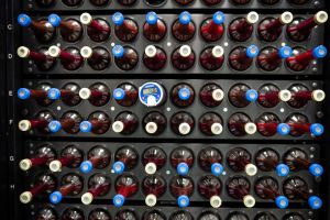 bottles of umbilical cord blood samples are shown from above resting in a tray