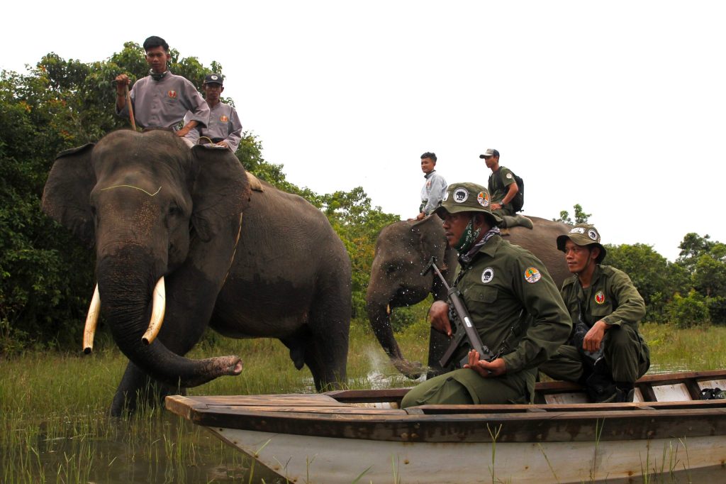 TNWK Way Kambas melaporkan 22 ekor gajah mati diburu manusia selama 2010-2021