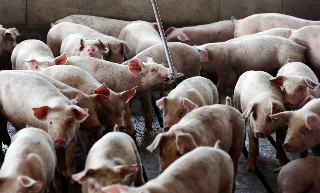 In this photo taken Friday, July 21, 2017 young hogs gather around the water source at hog farm in Farmville, North Carolina.