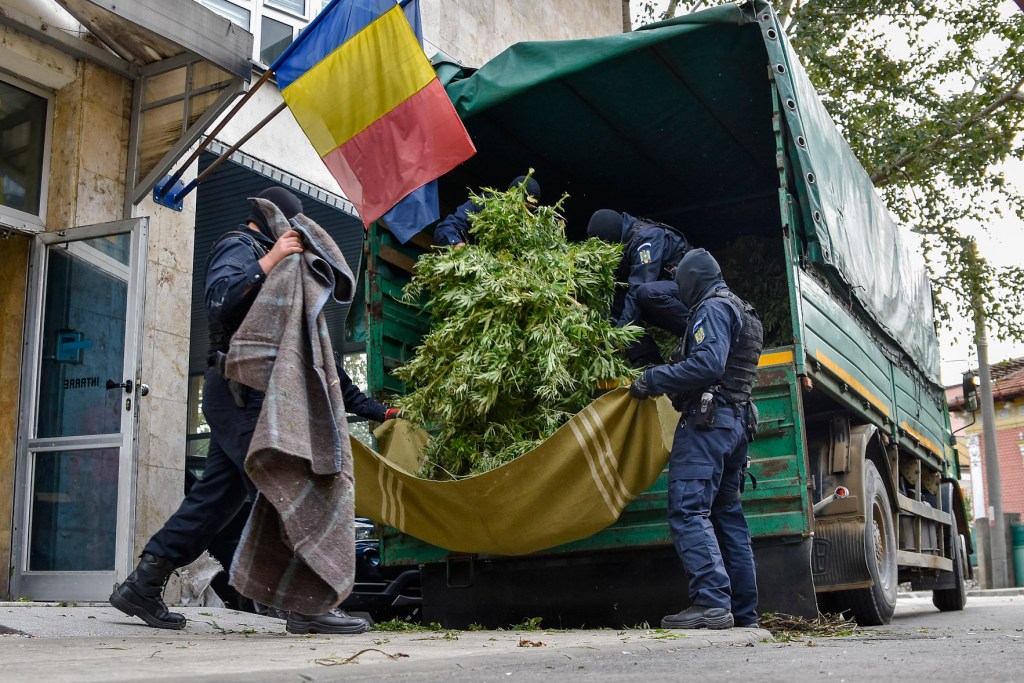 De ce acum e cel mai bun moment să speri la legalizarea canabisului în România