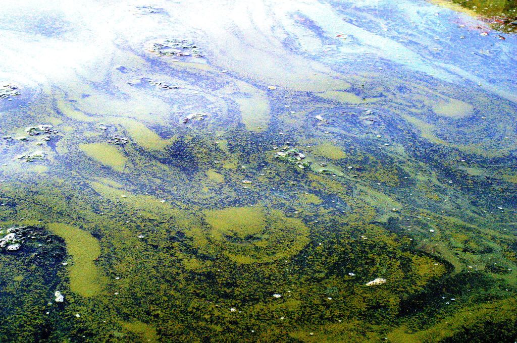 Kotzebue algae bloom