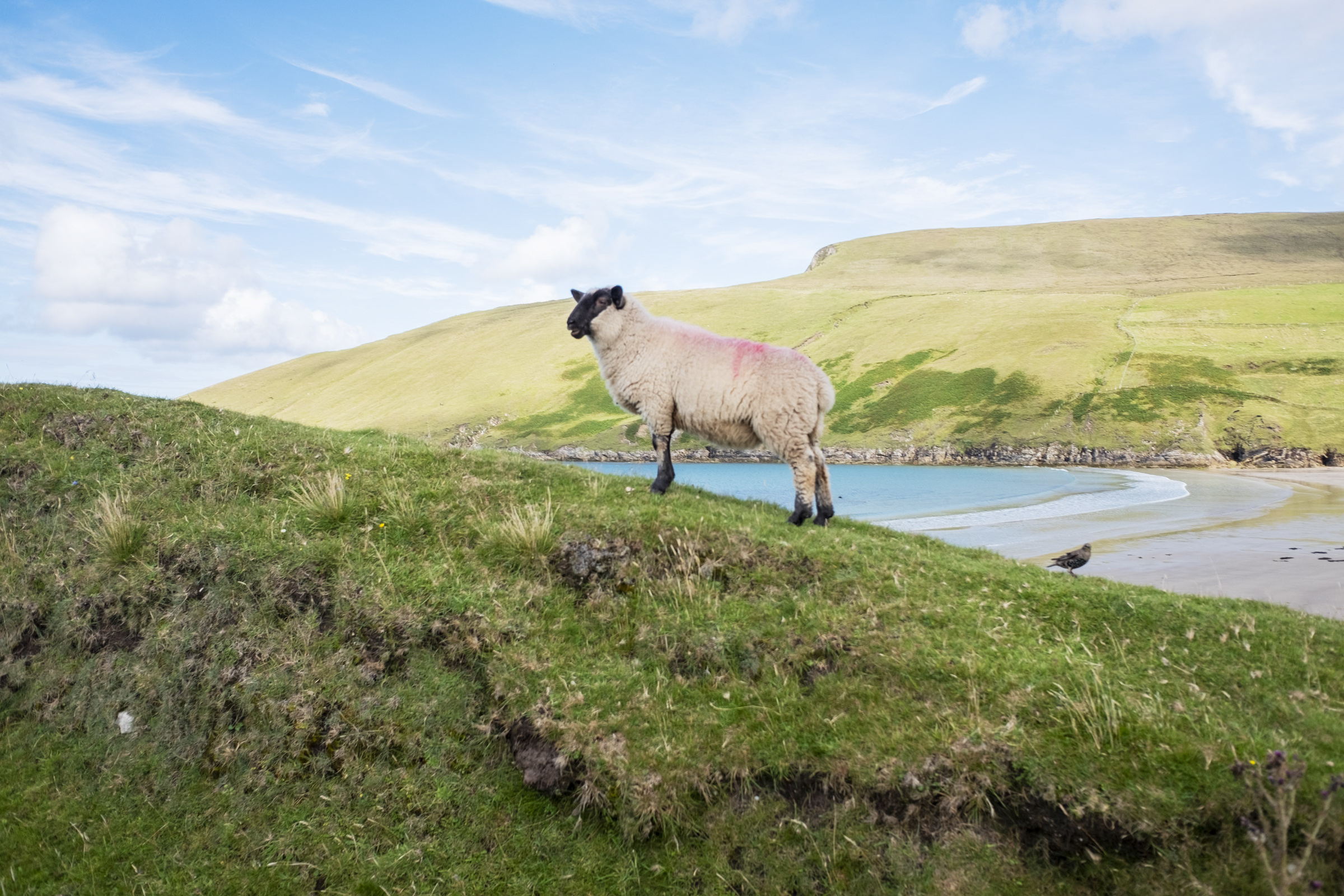 Intelligence of sheep, Portacloi Bay, Ceathrú Thaidhg.JPG