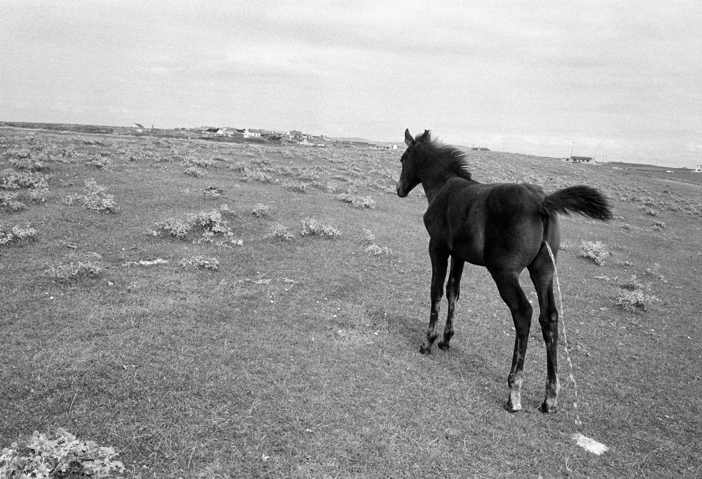 Walk to the Green Rooms, Kilshannig, 1987 by Tom Wood