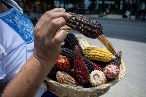 A protestor shows the variety of Mexican corn during a protest against GMO corn.