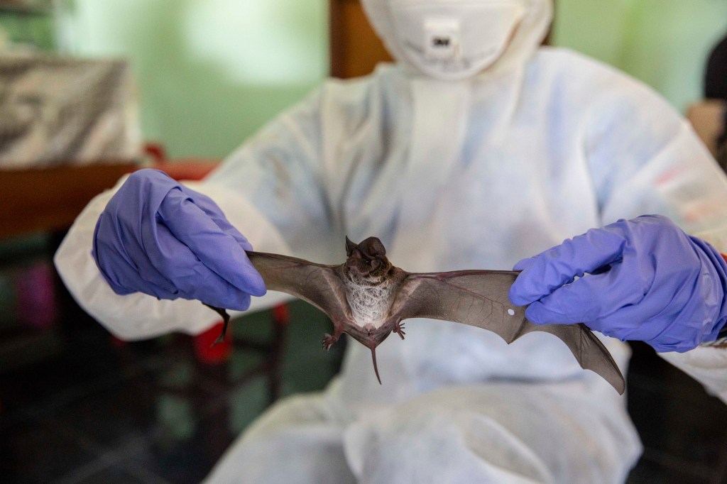 bat coronavirus origin