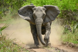 Rampant Poaching Forces Elephants to Evolve to Not Have Tusks, Study Finds