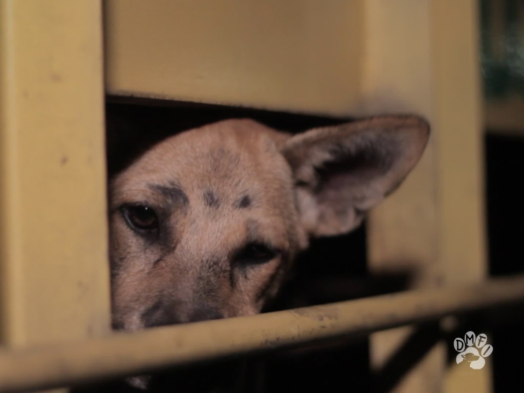 Indonesia's dog meat trade faces crackdown from authorities after a poacher was prosecuted in