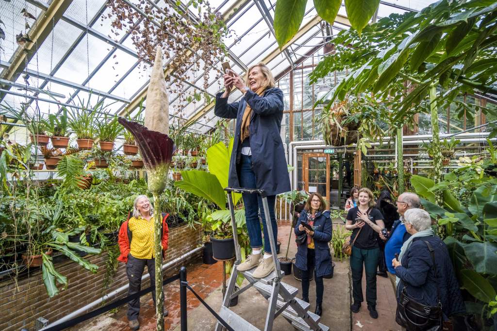 Esta rara ‘planta pene’ floreció por primera vez en 25 años