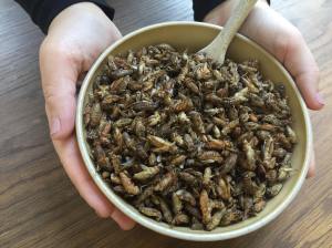 ​A bowl of edible crickets. Photo: Horizon Insects