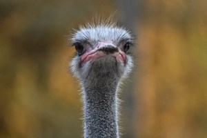 wildlife, Pakistan, ostrich, animal abuse