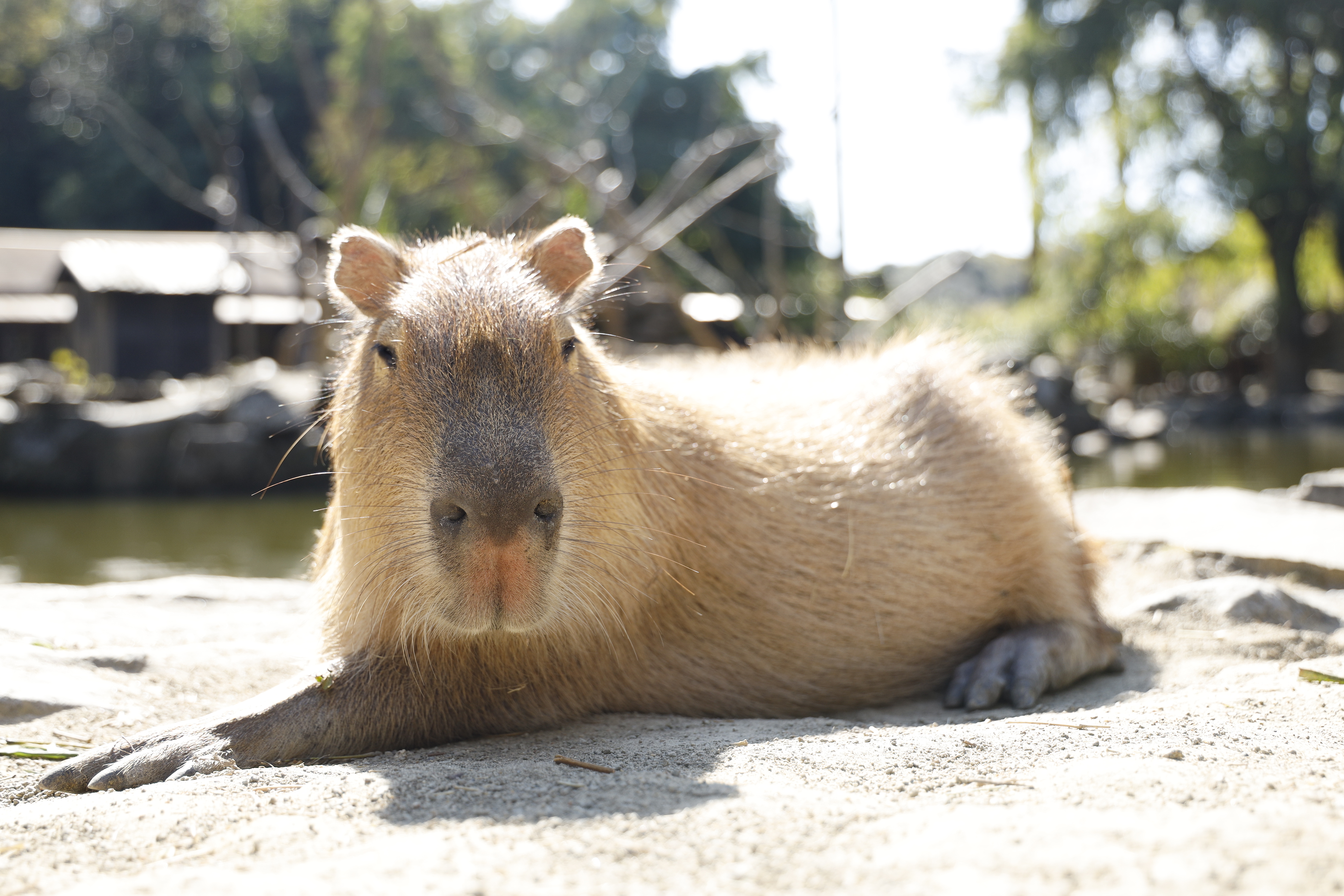 Viral Capybaras at Nagasaki Bio Park in Japan.