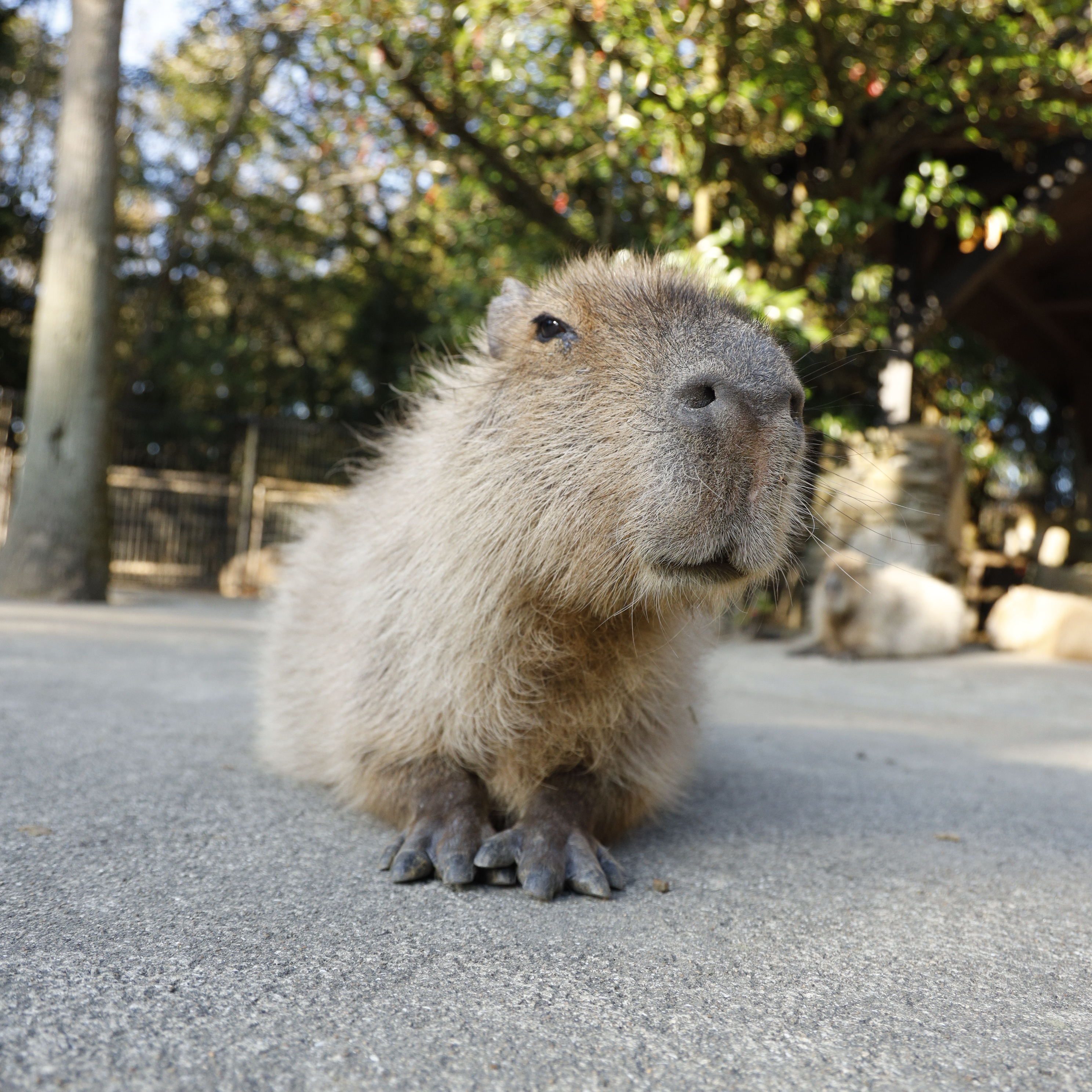 Viral Capybaras at Nagasaki Bio Park in Japan.