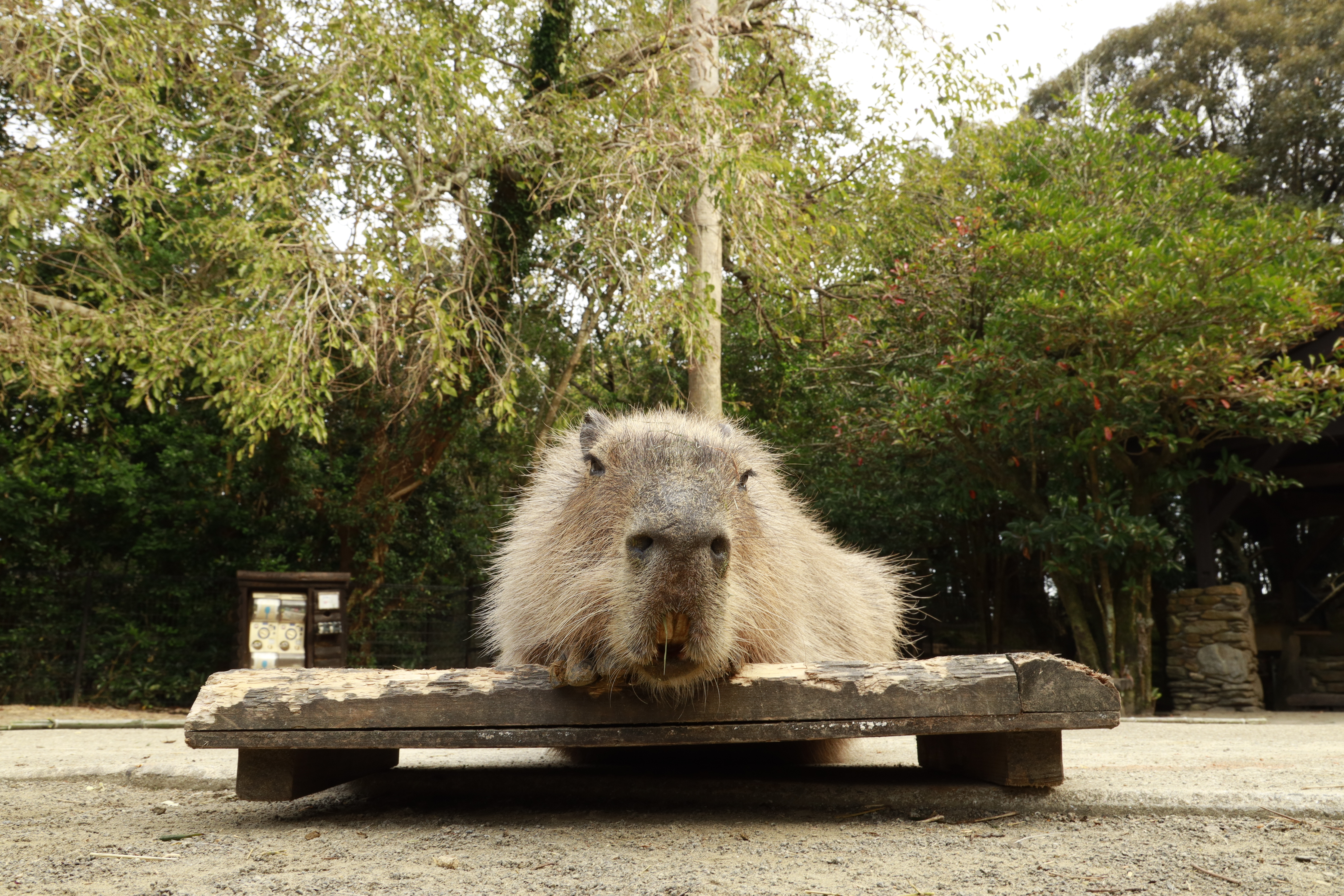 Viral Capybaras at Nagasaki Bio Park in Japan.