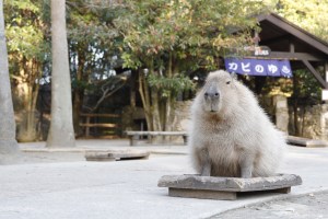 Viral Capybaras at Nagasaki Bio Park in Japan.