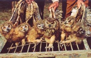 owls endangered rescue diwali