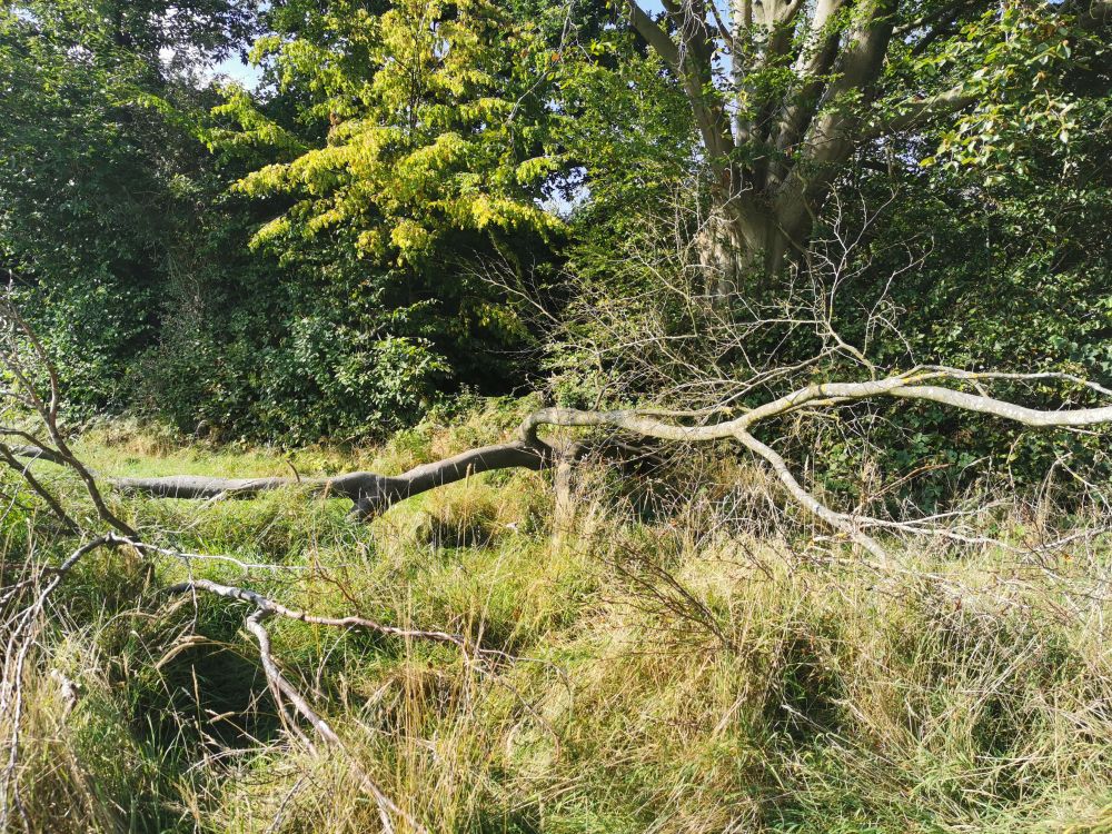 Trees has fallen over in a glade in the Wichling Woods, where our hunt for Bigfoot began.