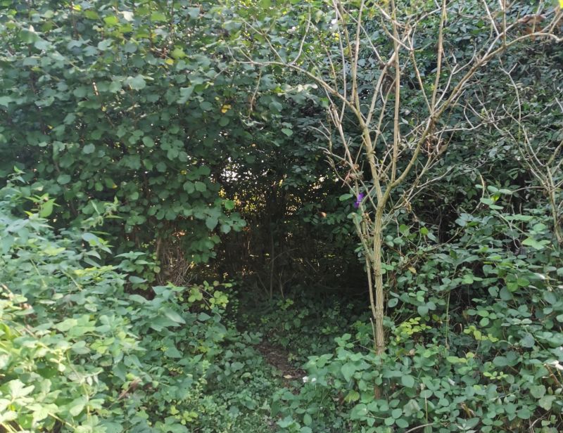 Green leaves surround a forest burrow in North Downs, England.