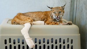 Dr. Jamie Peyton’s bobcat patient, Lava Bob, who was rescued during Lava Fire evacuations.