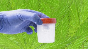 A Guide to Weed Drug Tests at Work