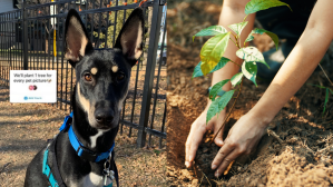 Plant a tree for every pet picture trend and planting a tree