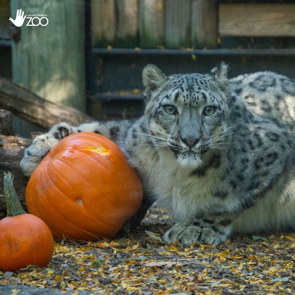 Leopardo de las nieves en el Zoológico infantil de Lincoln en Nebraska