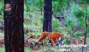 Tiger Mexico Jalisco Tapalpa