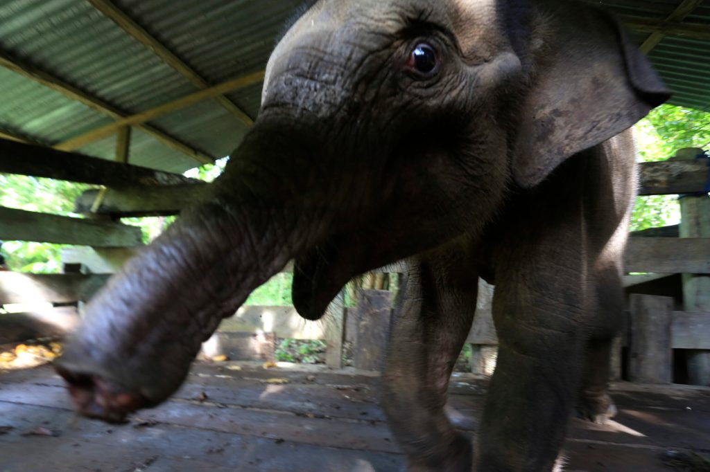 Sumatran elephant in Aceh province, Indonesia, died after her trunk got infected by poacher's trap.