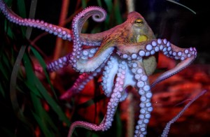 Octopuses’ Feelings Will be Protected Under UK Law