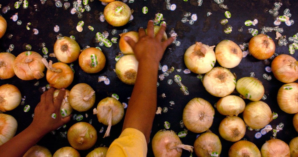 A migrant worker sorts onions in Georgia.